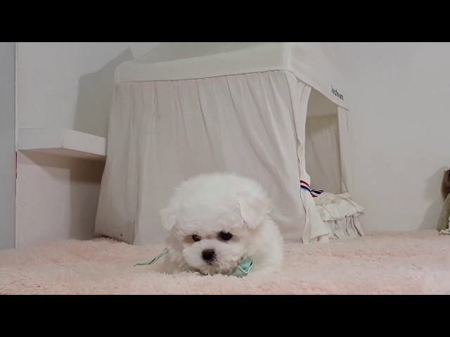 Puppy barking sound Mini bichon frise - Teacup puppies KimsKennelUS