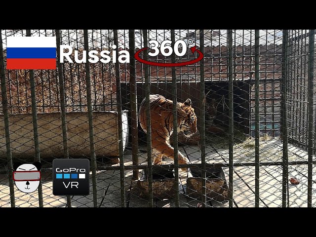 🌍 360° Siberian Tiger King | Ulan-Ude, Russia 🇷🇺【GoPro VR Travel | 360 Video】