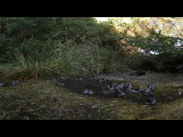 360 Frogs in a Northumberland pond