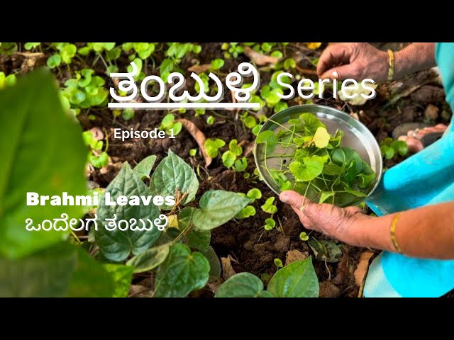 [Tambuli Series - Ep 1] | ಒಂದೆಲಗ ತಂಬುಳಿ | Brahmi Tambuli