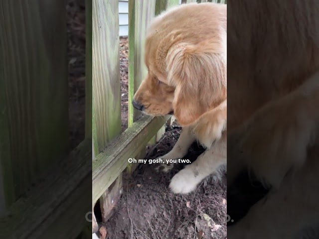 Dog Falls In Love With New Neighbor's Puppy! | The Dodo