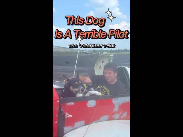 This dog is in the pilot seat Part 1 Of Flying Beemo To His New #foreverhome