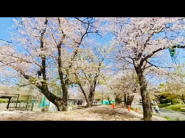 [VR180] Cherry blossoms in Daishi Park #3 / Kawasaki, Japan