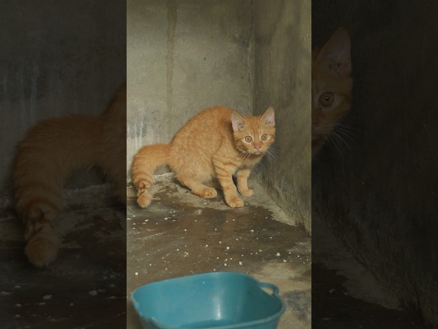 The last cat removed from a fattening farm in Viet Nam.