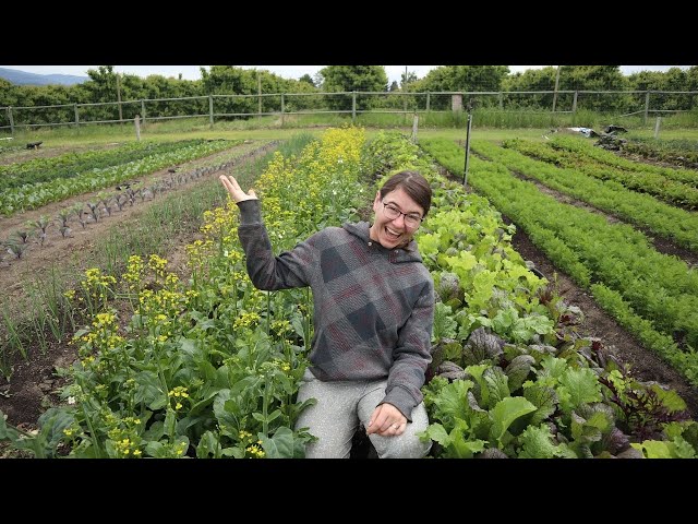 So Much Food!  But Nowhere to Sell It | June Farm Tour