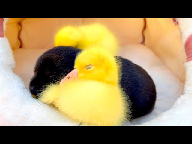 Shocking! The little gosling 🪿 is taking care of the dog 🐶 on its own 😍❤️👍!