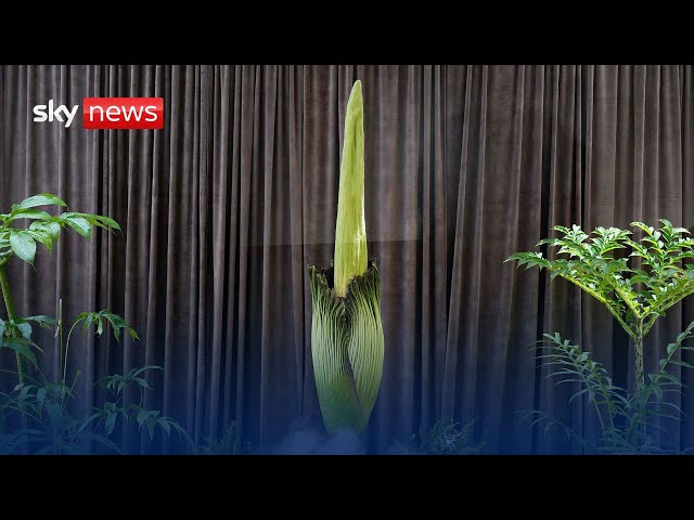 Live: Endangered 'Corpse Flower' plant is blooming