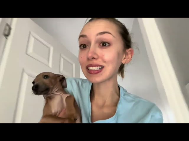 I GOT AN IGGY! (Italian Greyhound)