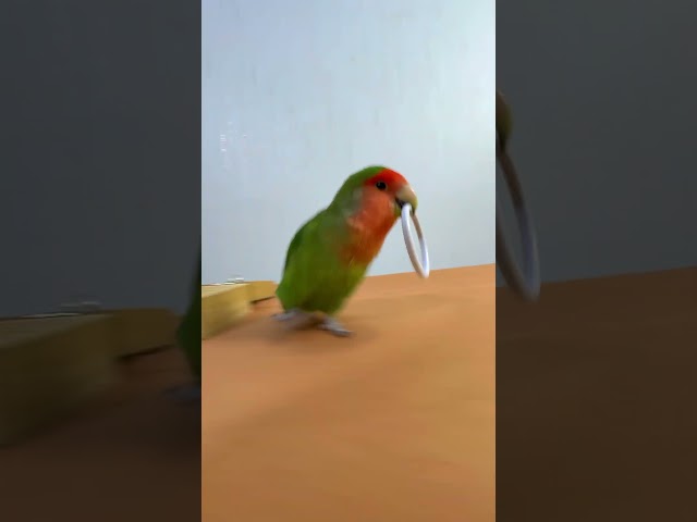 Bird Training : Smart lovebird Parrot | Smart Little Cute Parrot #training #smartparrot #cute