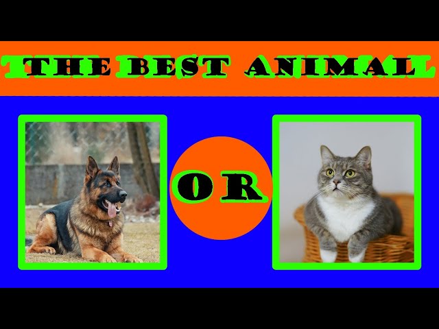 Impossible Choices in Animal Compilation. Can You Guess the Animal Choices?