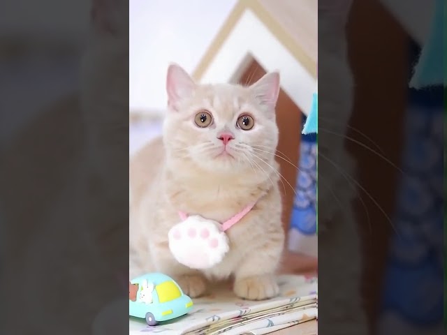 Satisfying Videos Cute Kitty and Lovely Cat 12