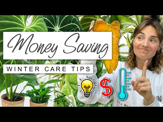 Spend Less + Keep Your Houseplants THRIVING This Winter ❄️ Money Saving Winter House Plant Tips 🌿