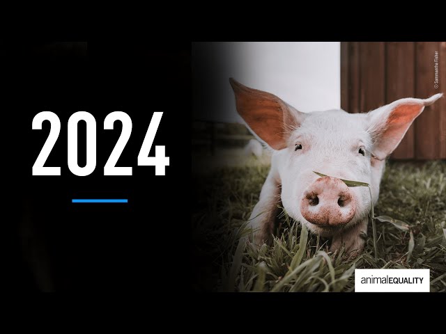 Animal Equality 2024: Aktiv im Einsatz für die Tiere in Deutschland und international