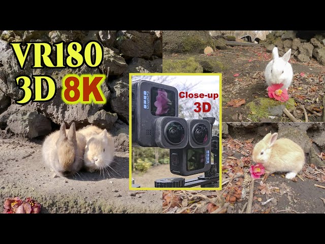 [ 8K 3D VR180 ] ウサギのクローズアップ 3D 映像 （伊豆大島：椿花ガーデン） Close-up Stereoscopic 3D video of rabbits