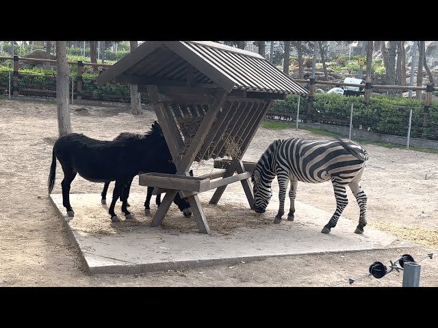 Can You Believe What Happens When a Zebra and Donkey Meet! l Hyrbid Animal