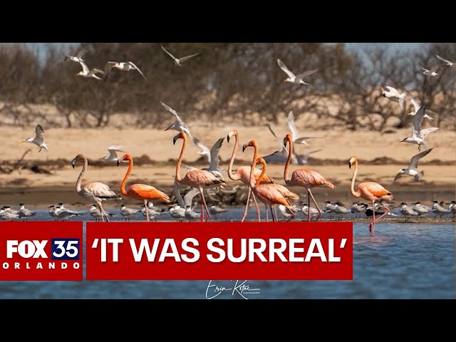 Wild flamingos spotted for 1st time in 20 years on Florida's Space Coast