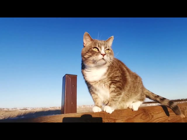 1 hora de gatos fofinhos -  OS VIDEOS MAIS SATISFATÓRIOS DE GATOS DA INTERNET - Cute cats