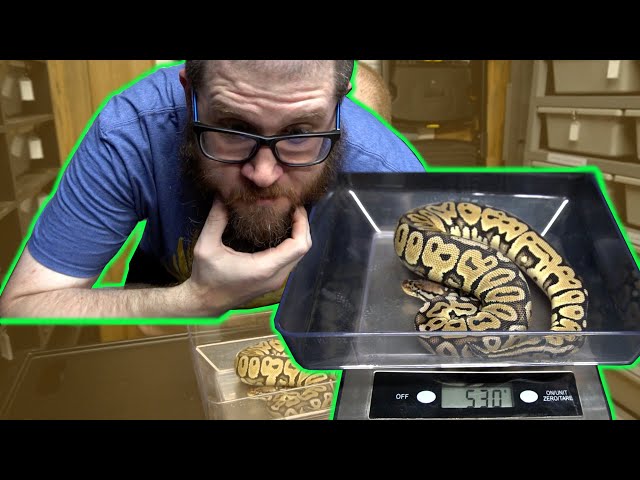 Is Your Ball Python Ready to Breed - Tips and Tricks!