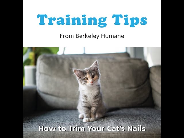 Training Tips: How to Trim Your Cat's Nails