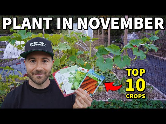 10 Vegetables You Can STILL Plant In NOVEMBER For A Lovely Fall Garden