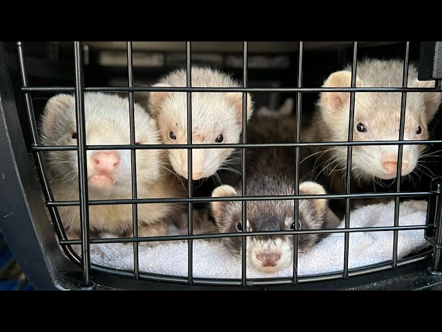 Four ferrets rescued from a hoarder