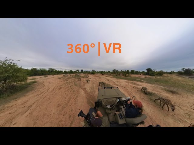 Hyena clan encounter 360° | VR | Too Wild