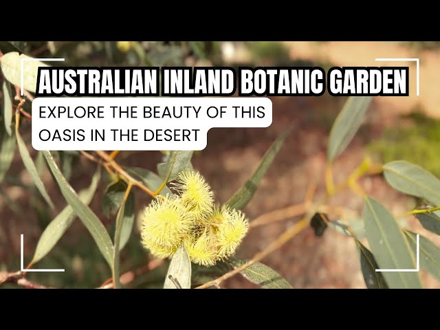 Exploring the Australian Inland Botanic Garden! a Mildura Must do!