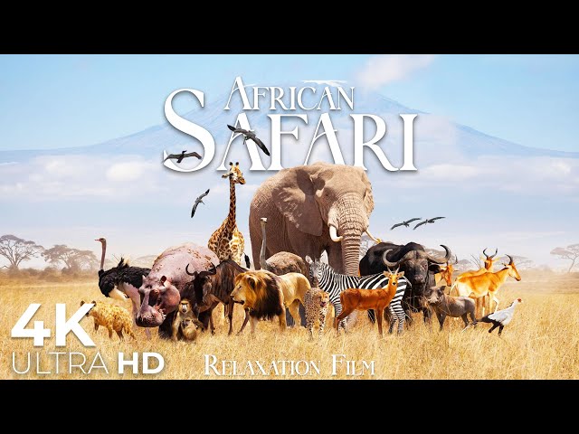 African Safari Animals 4K - Wildlife Relaxation Film - Relaxing Music - Video 4K Ultra HD