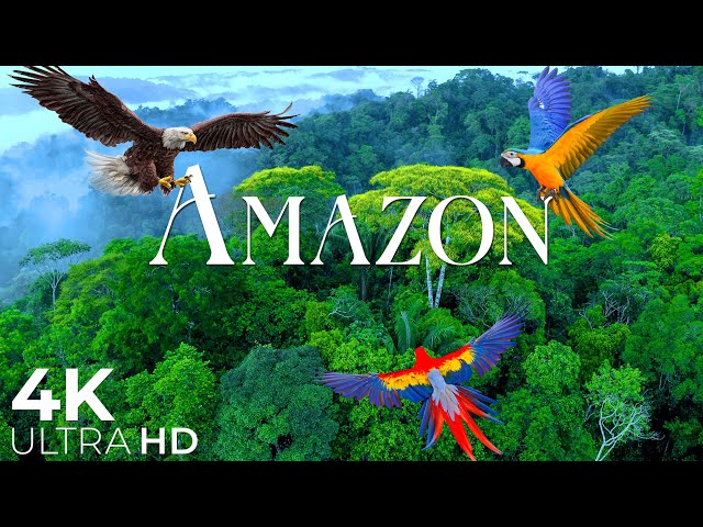 The Amazon 4K - Scenic Wildlife Film With Calming Music