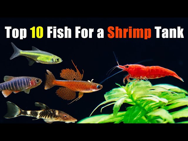 Top 10 Fish for Your Shrimp Tank!