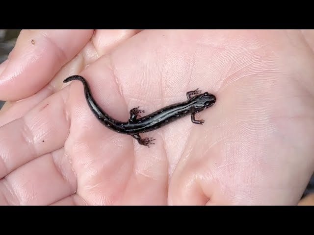 Fish loves these salamanders!