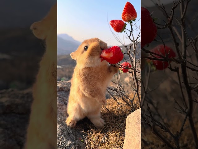 🐰🍓 Adorable Bunny Enjoys Juicy Strawberries! 🍓🐰 #pet #rabbit #cute #animals