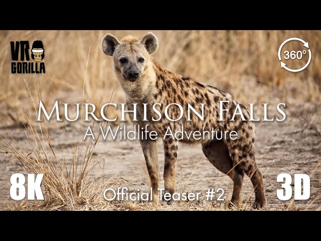 Hyenas on the Prowl - Murchison Falls - Official Teaser #2 (8K 3D 360 VR Video)