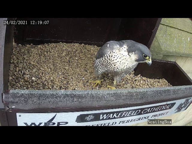 Intruding Peregrine, 24th Feb, 2021