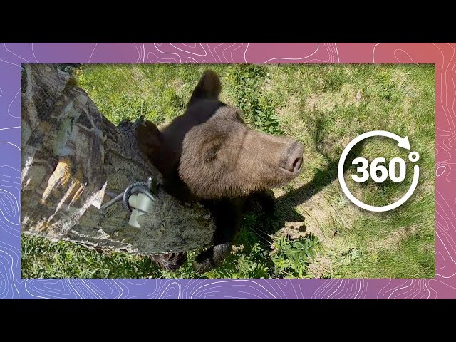 Black Bear Encounter in the Wild - Episode 1 | Wildlife in 360 VR