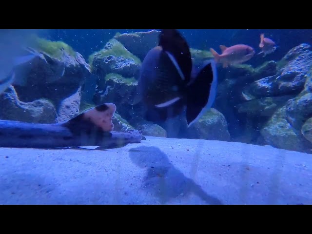 observe aquatic life up close for a few minutes. #sanantoniozoo #aquarium