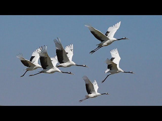 丹頂鶴/Red-crowned Crane