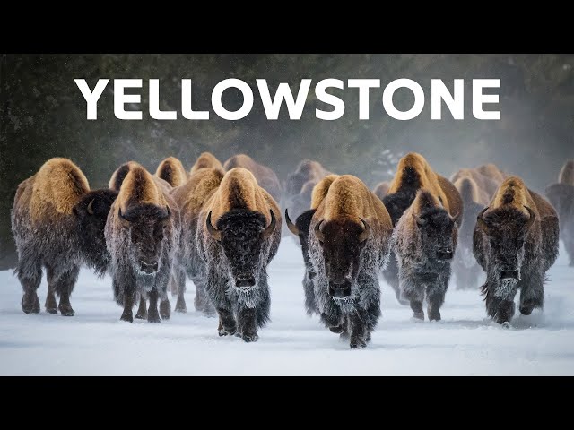 Yellowstone Animals Throughout The Seasons