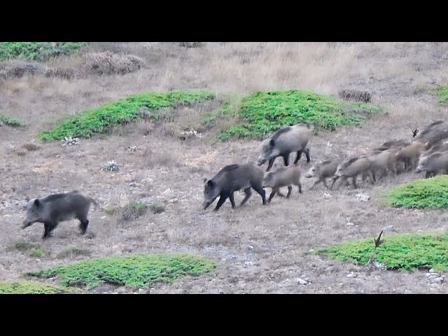 Muhteşem Domuz Avları / Spectacular Wild Boar Hunts