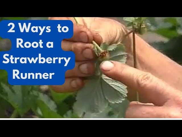 2 Ways  to Root a Strawberry Runner