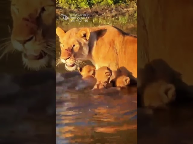 Little Lion Cubs Roar, Go Down to the River to Learn to Swim Guided by Their Mother.