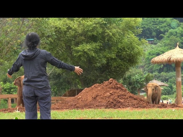 Herd Welcome Their Favorite Person Back Home - ElephantNews