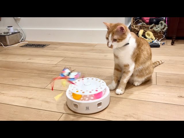 Love This Potaroma 3 in 1 Cat Toy - See In Action!