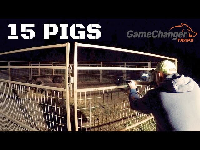 15 Pigs trapped in the Game Changer ST 4X4 Skid Trap / Wild Boar / Hog Trap / Pig Trap / Pocket Drag