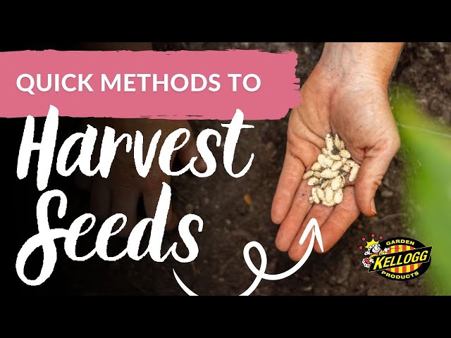 Quick Methods to Harvest and Save Herb Seeds