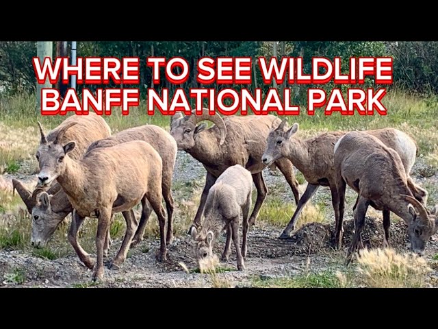 Discovered Deer, Bighorn and Elk Eating Grass in Banff National Park