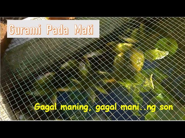 PANEN GURAMI MATI