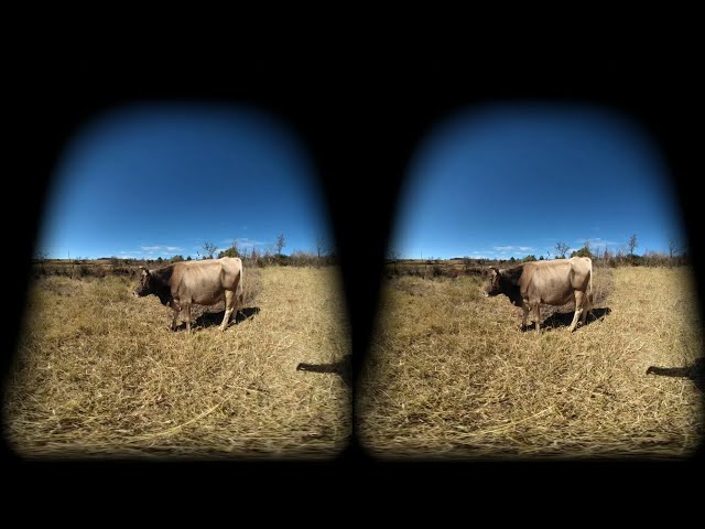 Vacas en realidad virtual VR Experience #15