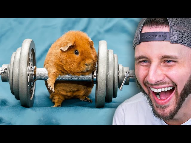 Animals on TikTok That Will Make You Laugh