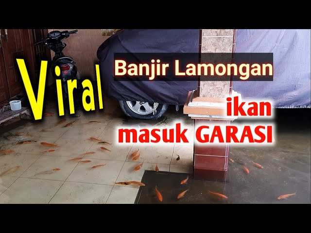 Banjir Lamongan❗ ikan pun sampai di garasi | mancing jadi semudah ini